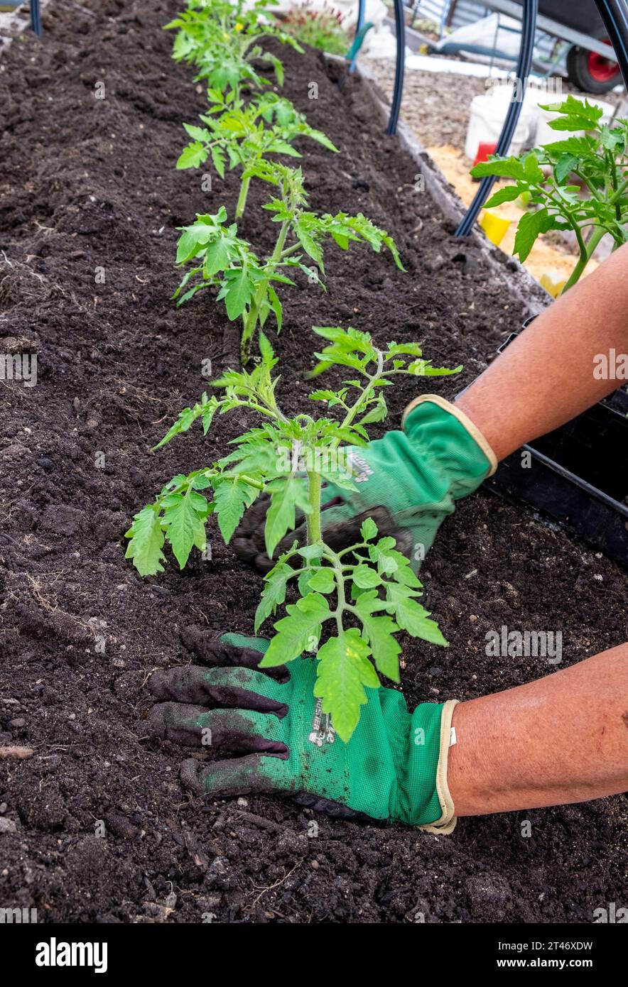 Planting out well hardened San Marzano tomato seedlings into a well-prepared garden bed with leaker hose irrigation network Stock Photo