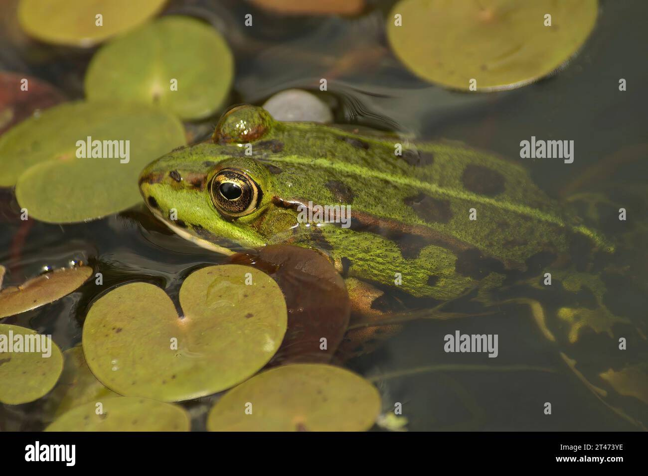 Natural closeup on a European green frog, Pelophylax species, sitting in a pond between the weeds Stock Photo