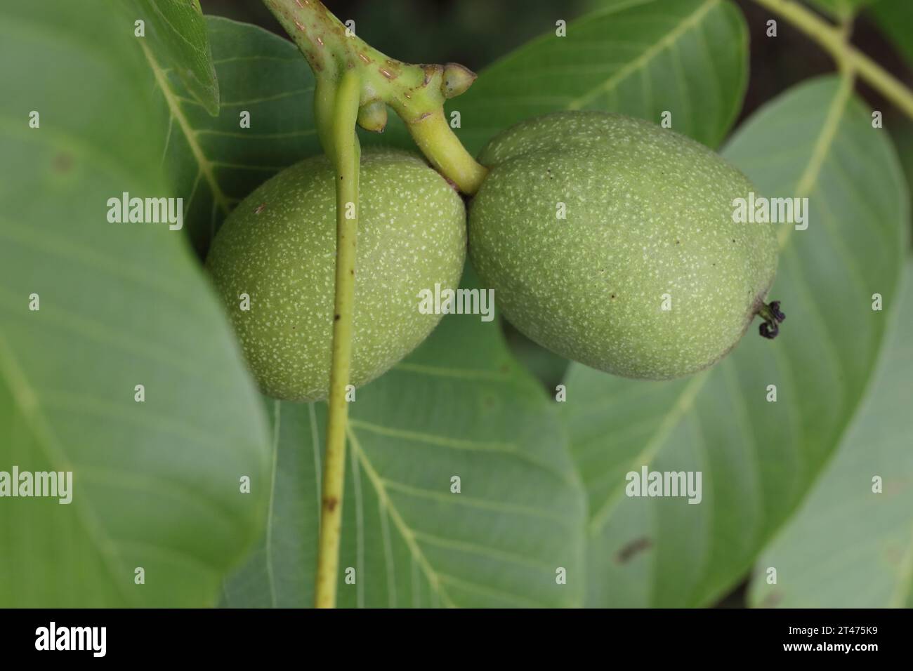 The image features a pair of unripe green walnuts clinging to a branch, surrounded by their leafy foliage. The surface of the walnuts is textured Stock Photo