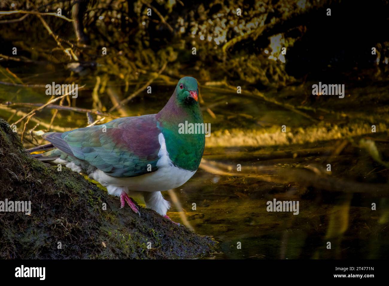New Zealand pigeon - Hemiphaga novaeseelandiae - kereru drinking water in New Zealand. Green endemic pigeon. Stock Photo