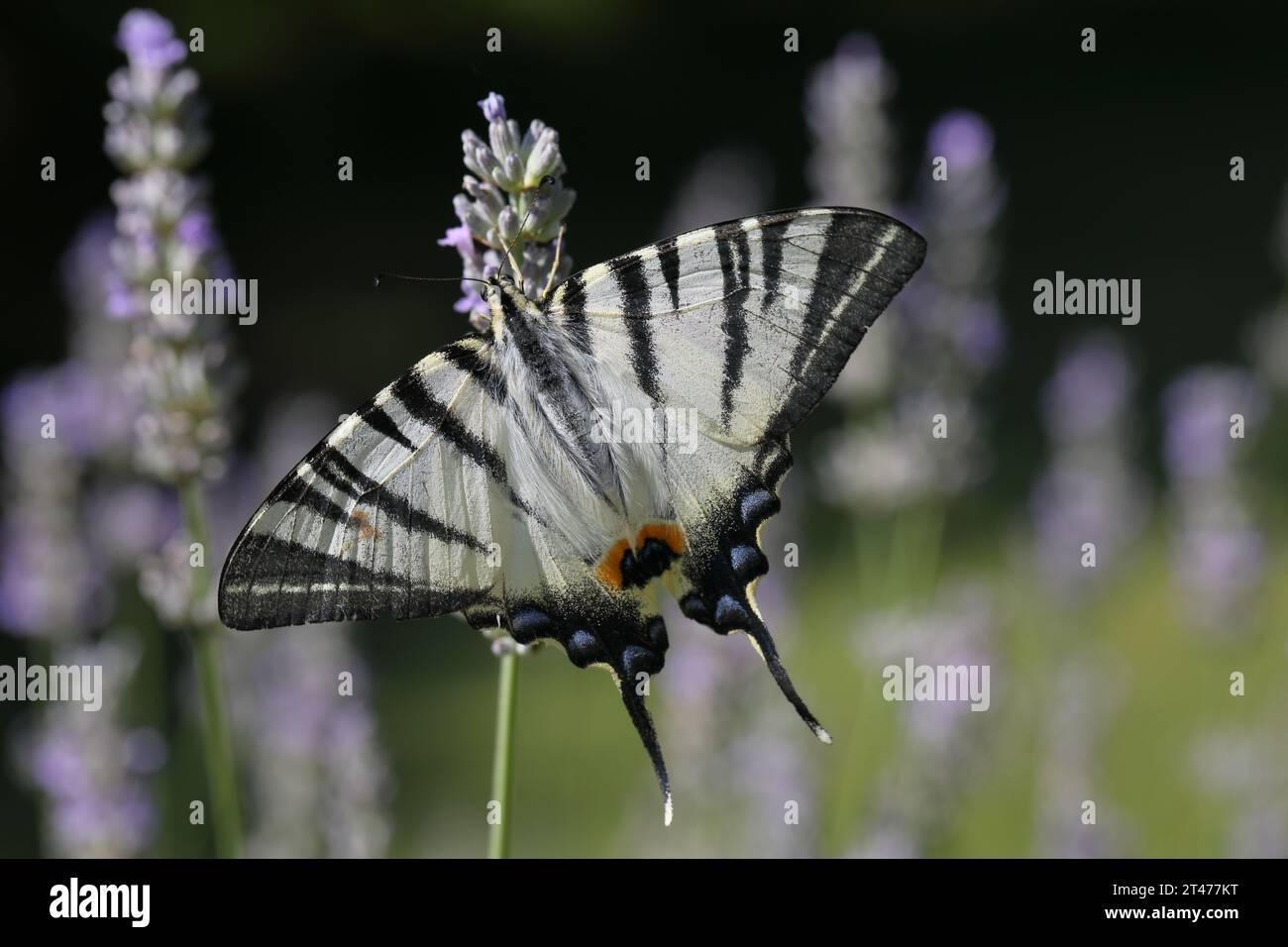 Scarce swallowtail (Iphiclides podalirius) feeding on flowers in a garden. Photographed in Tuscany, Italy. Stock Photo