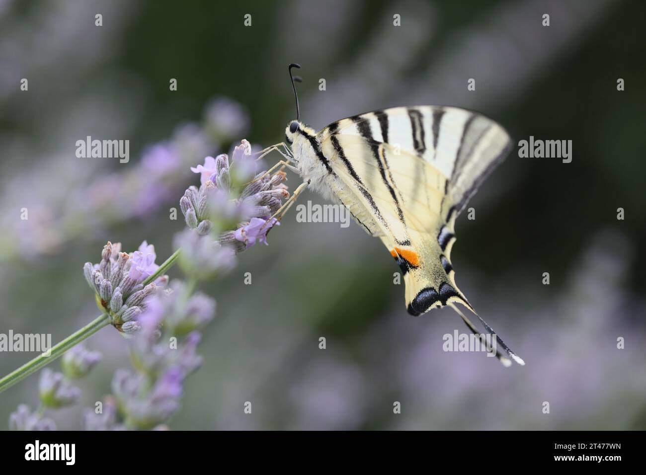 Scarce swallowtail (Iphiclides podalirius) feeding on flowers in a garden. Photographed in Tuscany, Italy. Stock Photo