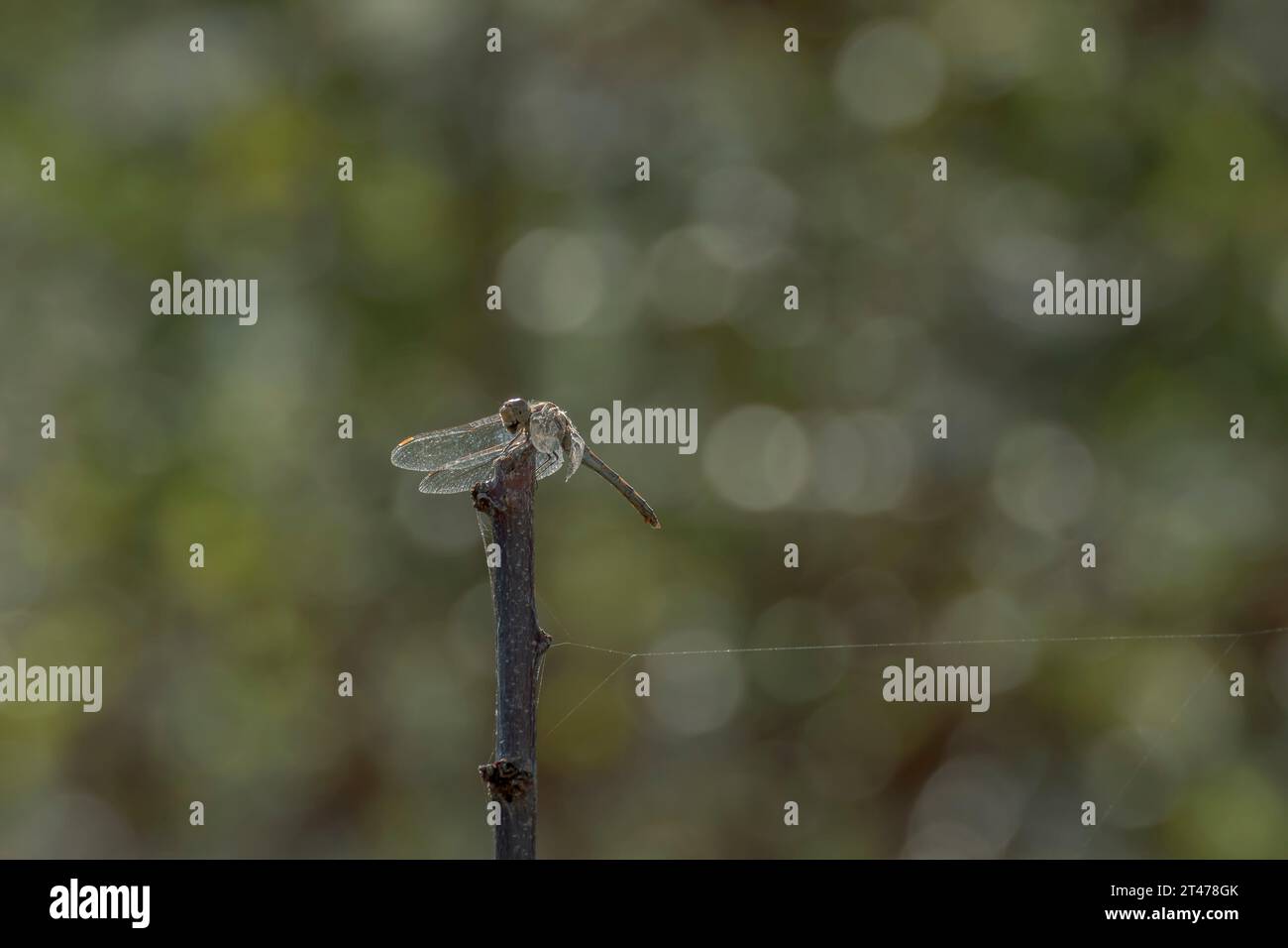 A dragonfly rests on a branch with its wings moved forward Stock Photo