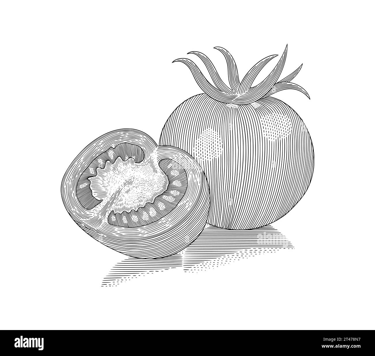 Tomato vegetable and half sliced, Vintage engraving drawing style