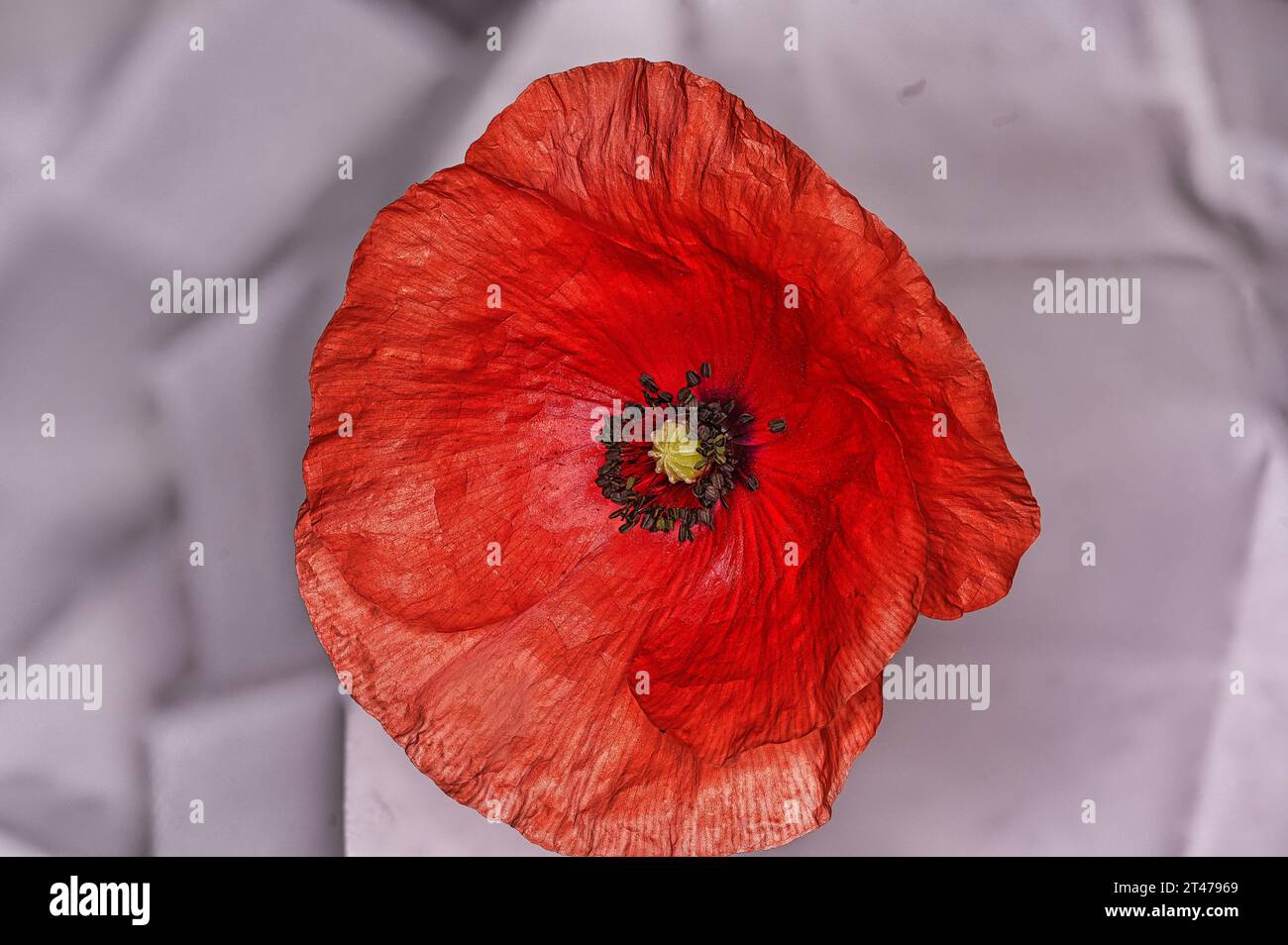 Poppy spider hi-res stock photography and images - Alamy