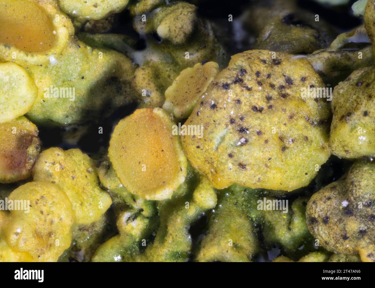 Crustose lichen, Xanthoria parietina, with a lichenicolous fungus, Telogalla olivieri, collected from a limestone wall Stock Photo