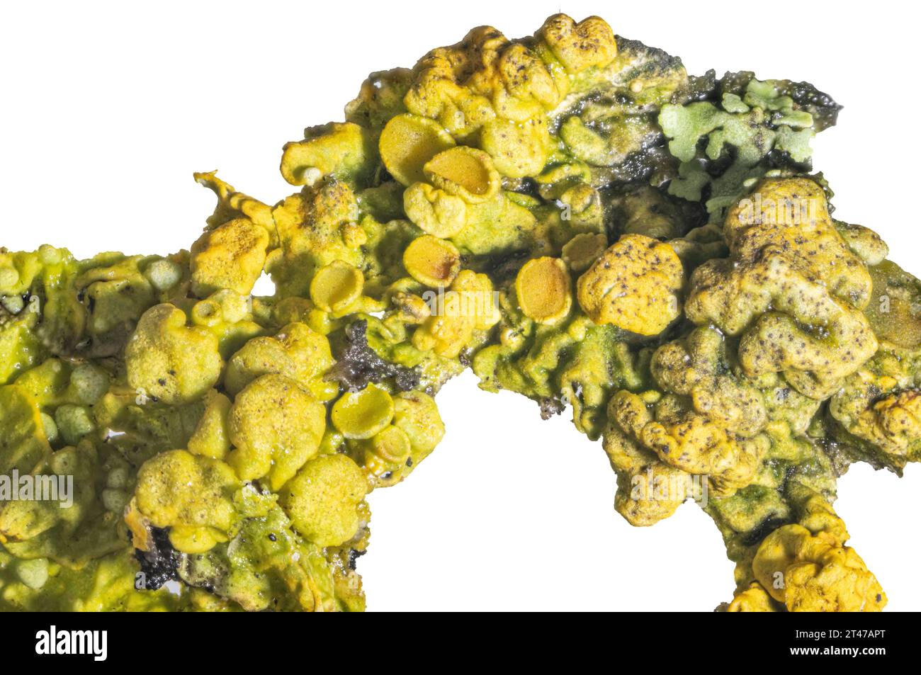 Crustose lichen, Xanthoria parietina, with a lichenicolous fungus, Telogalla olivieri, collected from a limestone wall Stock Photo