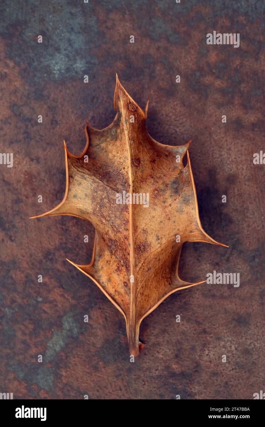 Single brown leaf of Holly or Ilex aquifolium lying on tarnished metal Stock Photo