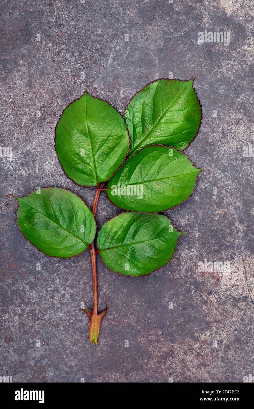 Fresh waxy spring green leaf of Rose or Rosa lying on tarnished metal Stock Photo
