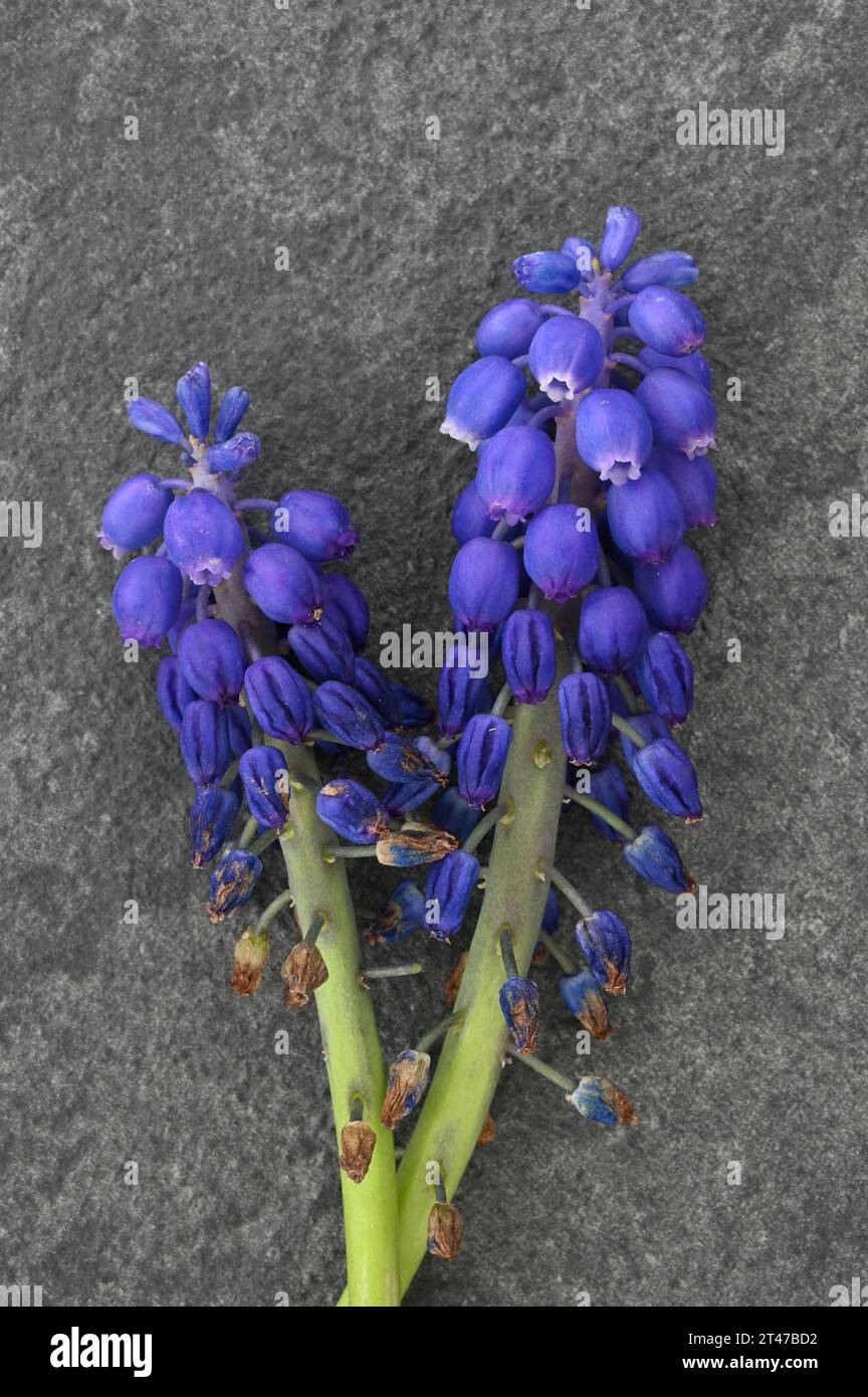 Two fading flowerheads and stems of deep blue Grape hyacinth or Muscari lying on grey slate Stock Photo