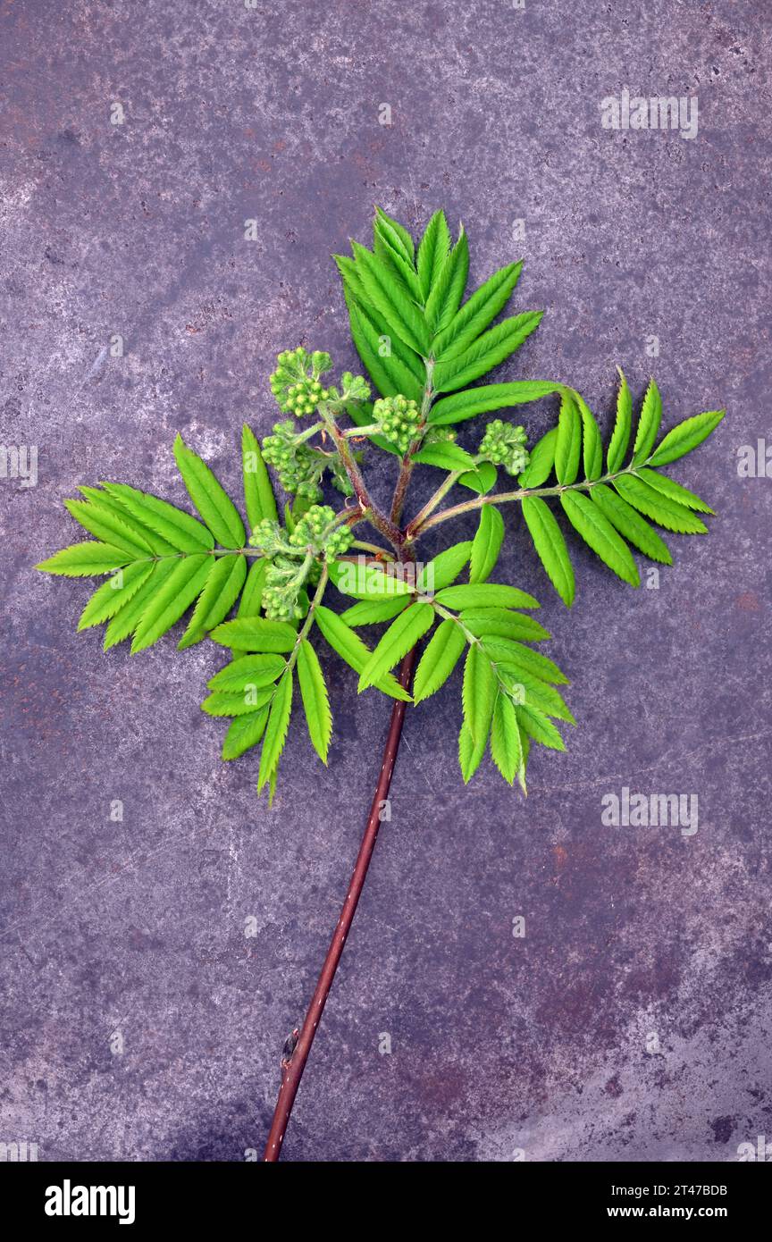 Spray of five fresh green developing leaves and unopened blossom of Rowan or Mountain ash tree lying on slate Stock Photo