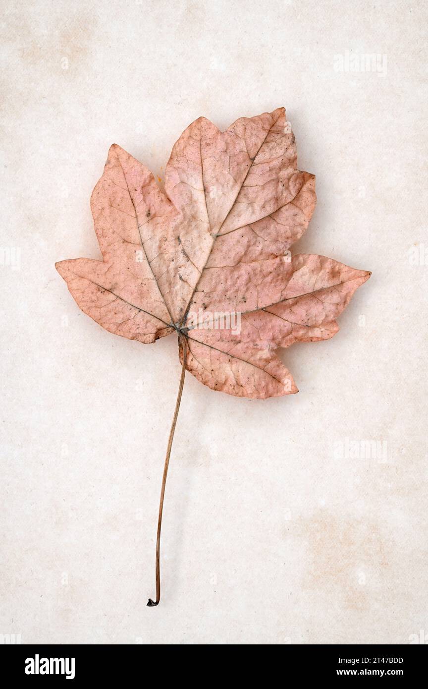 Dried pink autumn leaf and stalk of Red maple or Acer rubrum tree lying on antique paper Stock Photo