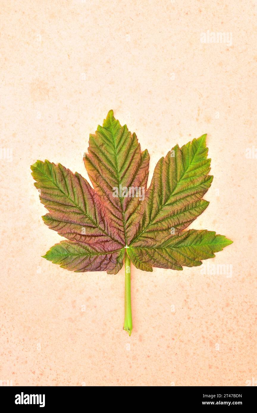 Fresh spring pink and green unfolding leaf of Sycamore or Great maple or Acer pseudoplatanus tree lying on antique paper Stock Photo