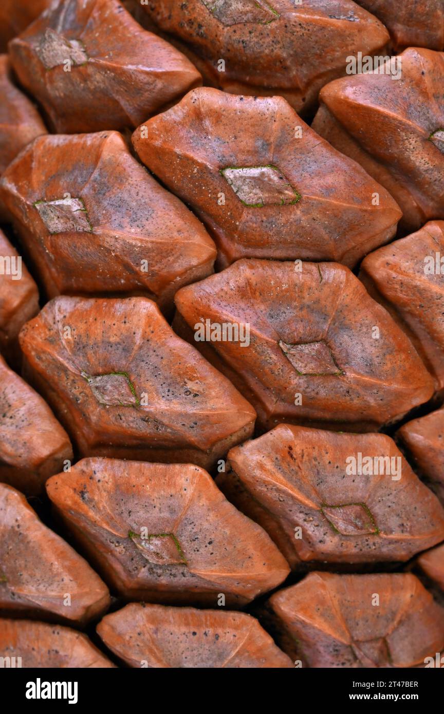 Close up of chestnut brown scales of cone of Maritime pine or Pinus pinaster Stock Photo