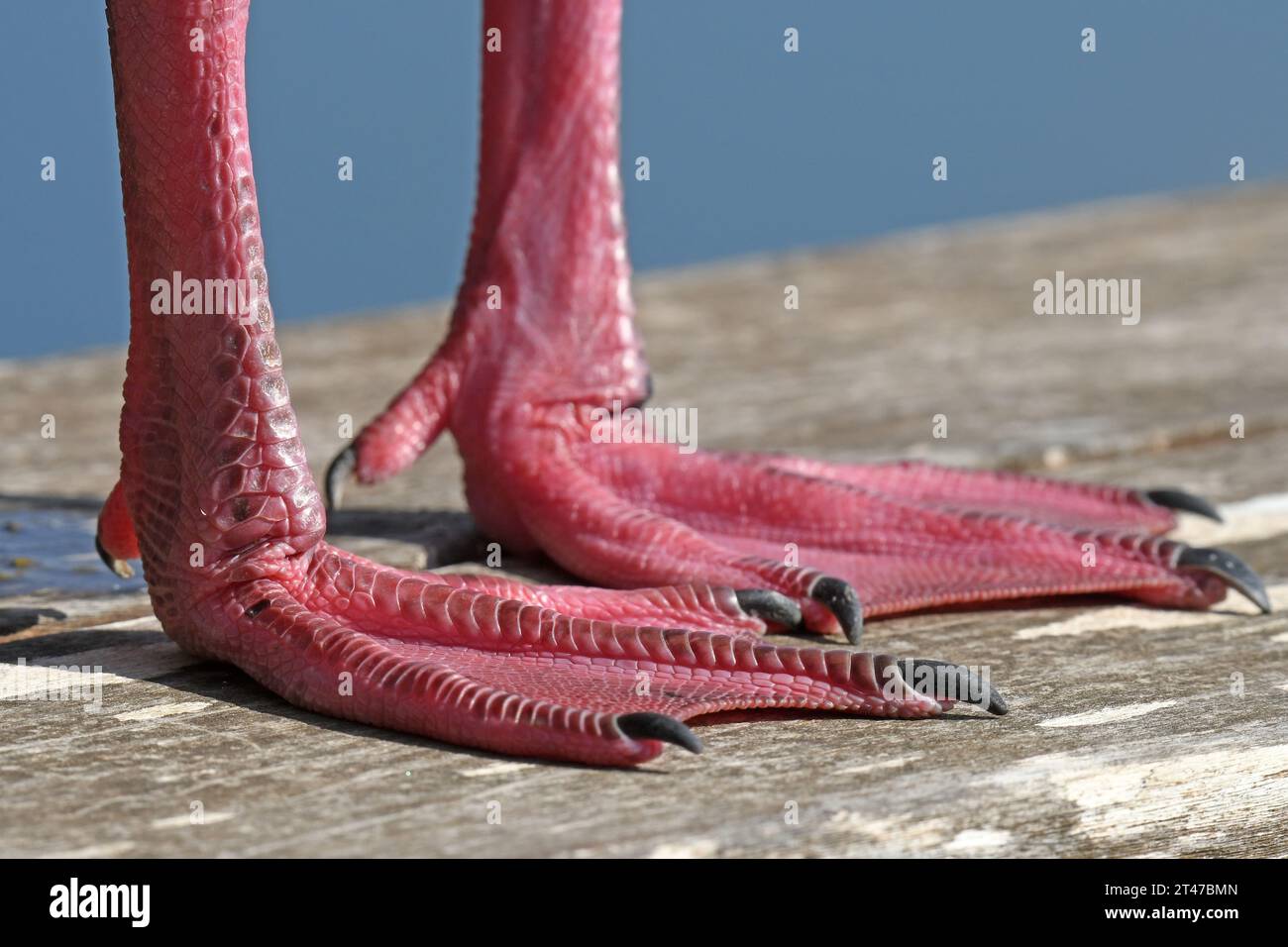 Seagull legs, webbed feet closeup Stock Photo