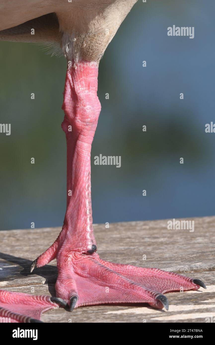 Seagull leg closeup Stock Photo