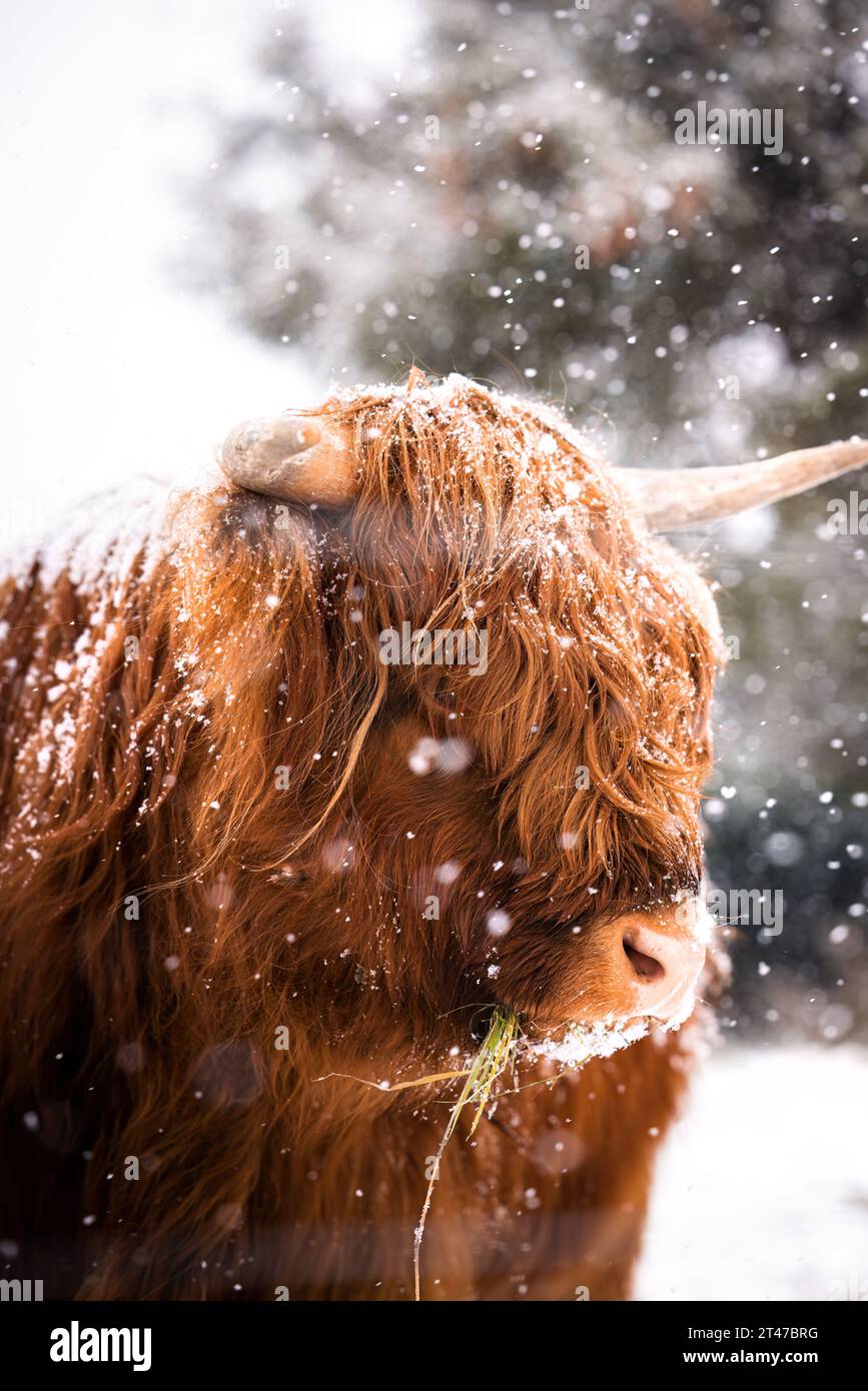 Portrait of a brown majestic Highland Cattle with horns on a snowfield  in a cold winter in a snow storm Stock Photo