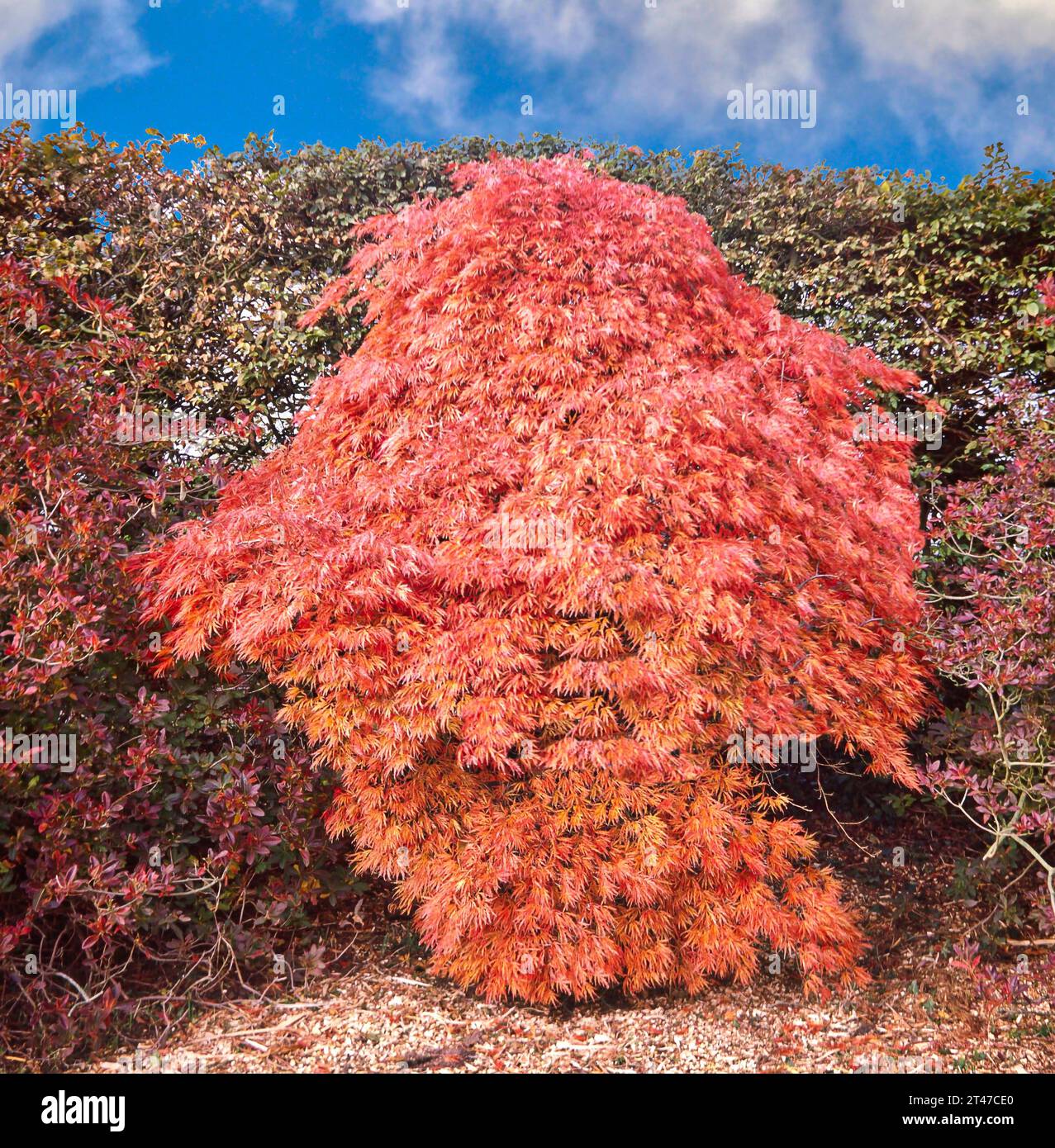 Acer palmatum dissectum ORNATUM common name Japanese Maple tree in autumn Stock Photo
