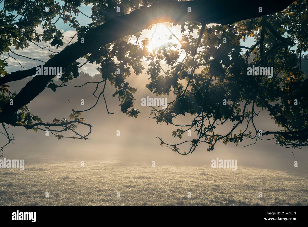 The early morning sun shines through the branches of a tree while sheep ...