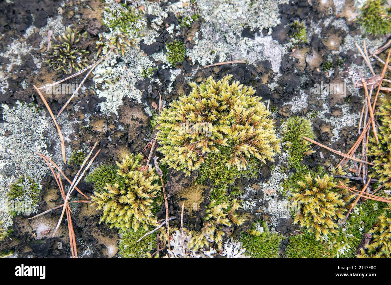 Moss on mountain Stock Photo