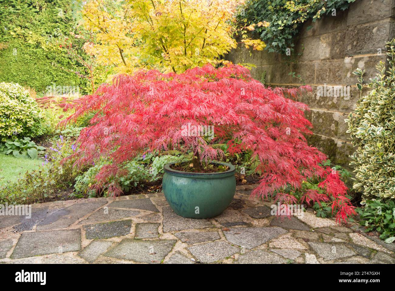 Acer palmatum dissectum Garnet, Japanese maple, in a green pot on a garden patio, leaves have changed to deep red in autumn colour in fall Stock Photo