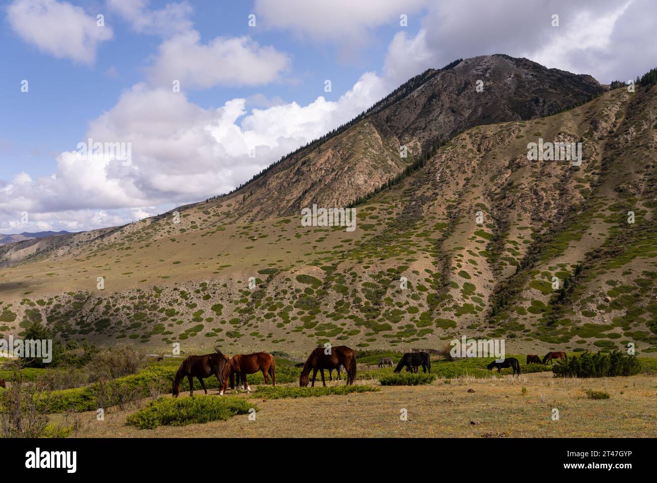 Horses grazing on the banks of the river Kyrgyzstan, Stock Photo
