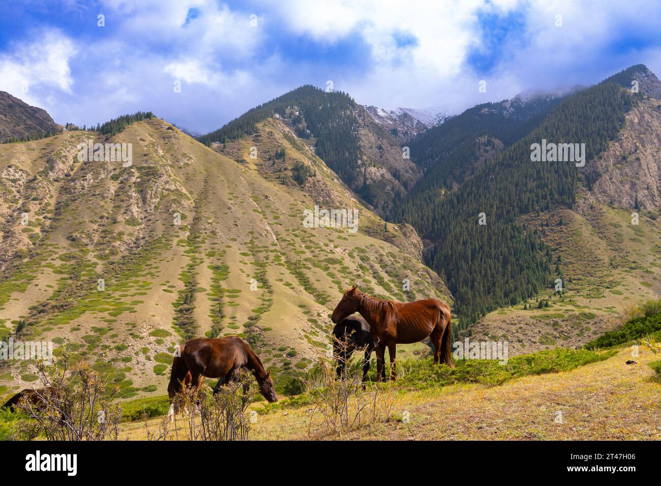 Horses grazing on the banks of the river Kyrgyzstan, Stock Photo