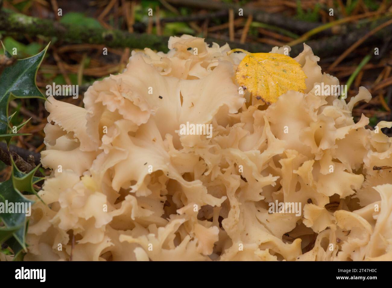 Wood cauliflower, Cauliflower fungus, Sparassis crispa, rosette of edible fungi growing at the base of Scots Pine tree Stock Photo