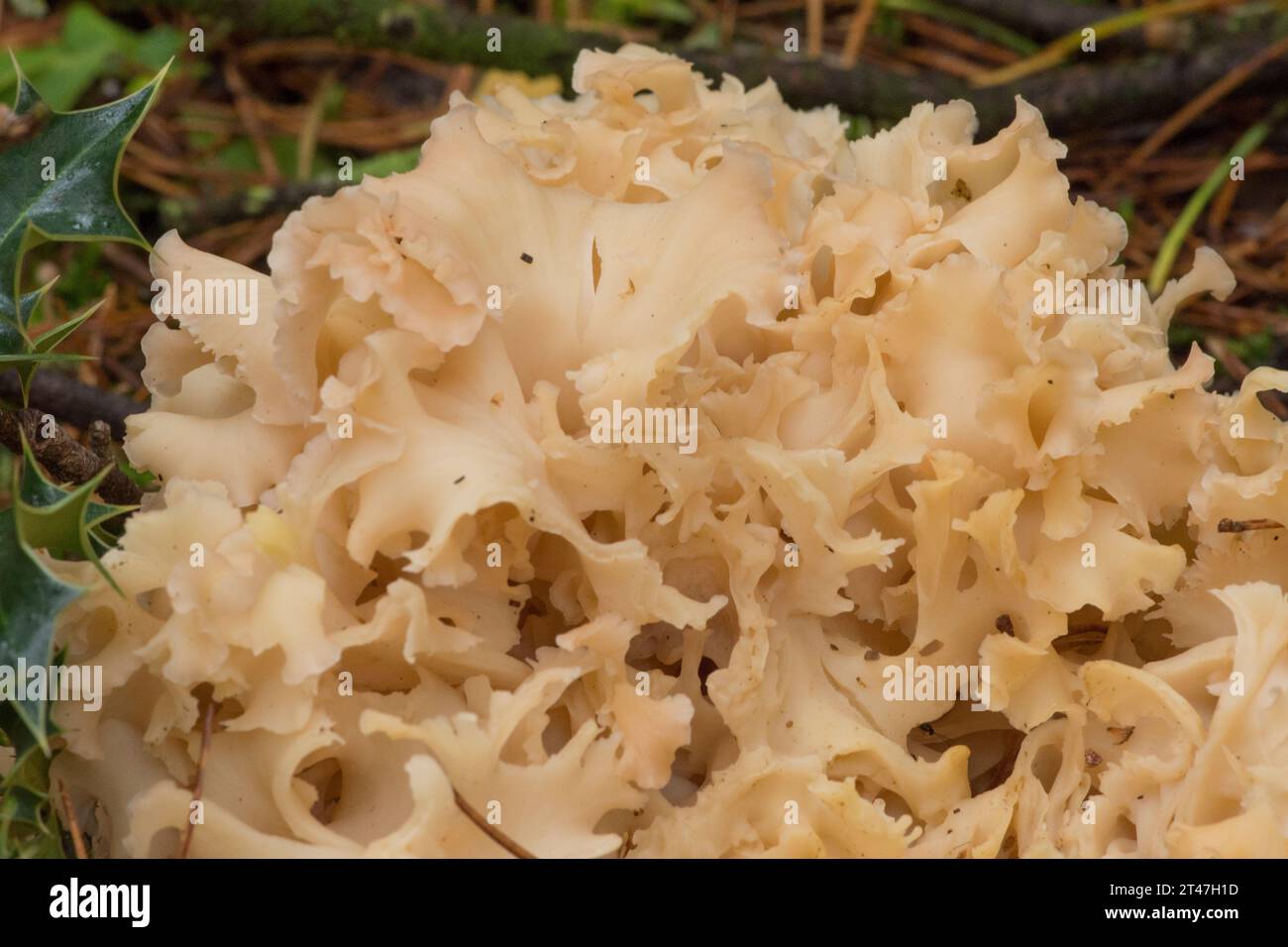 Wood cauliflower, Cauliflower fungus, Sparassis crispa, rosette of edible fungi growing at the base of Scots Pine tree Stock Photo