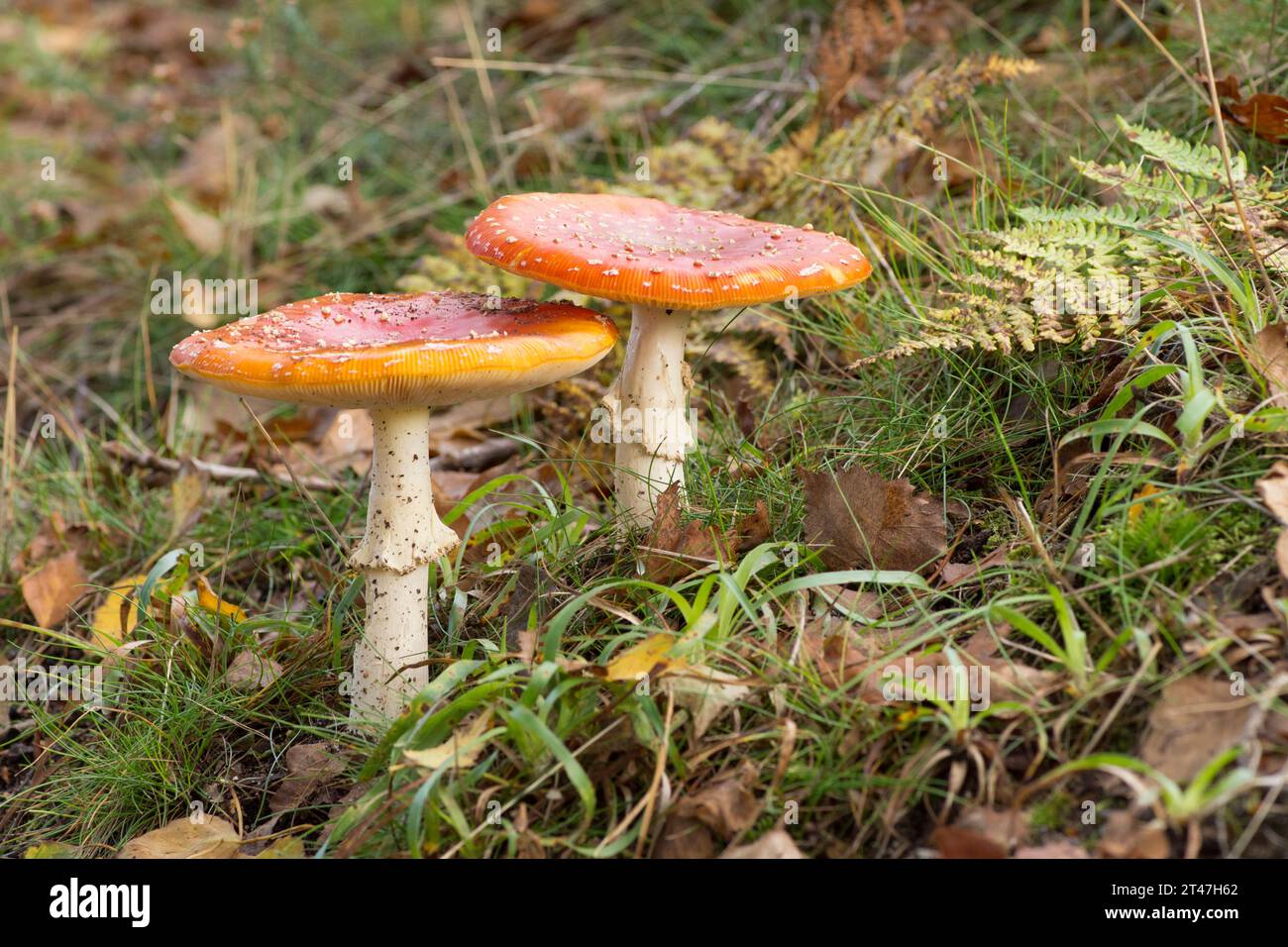Fly agaric, Amanita muscaria, two fully formed fruiting bodies as a pair Stock Photo
