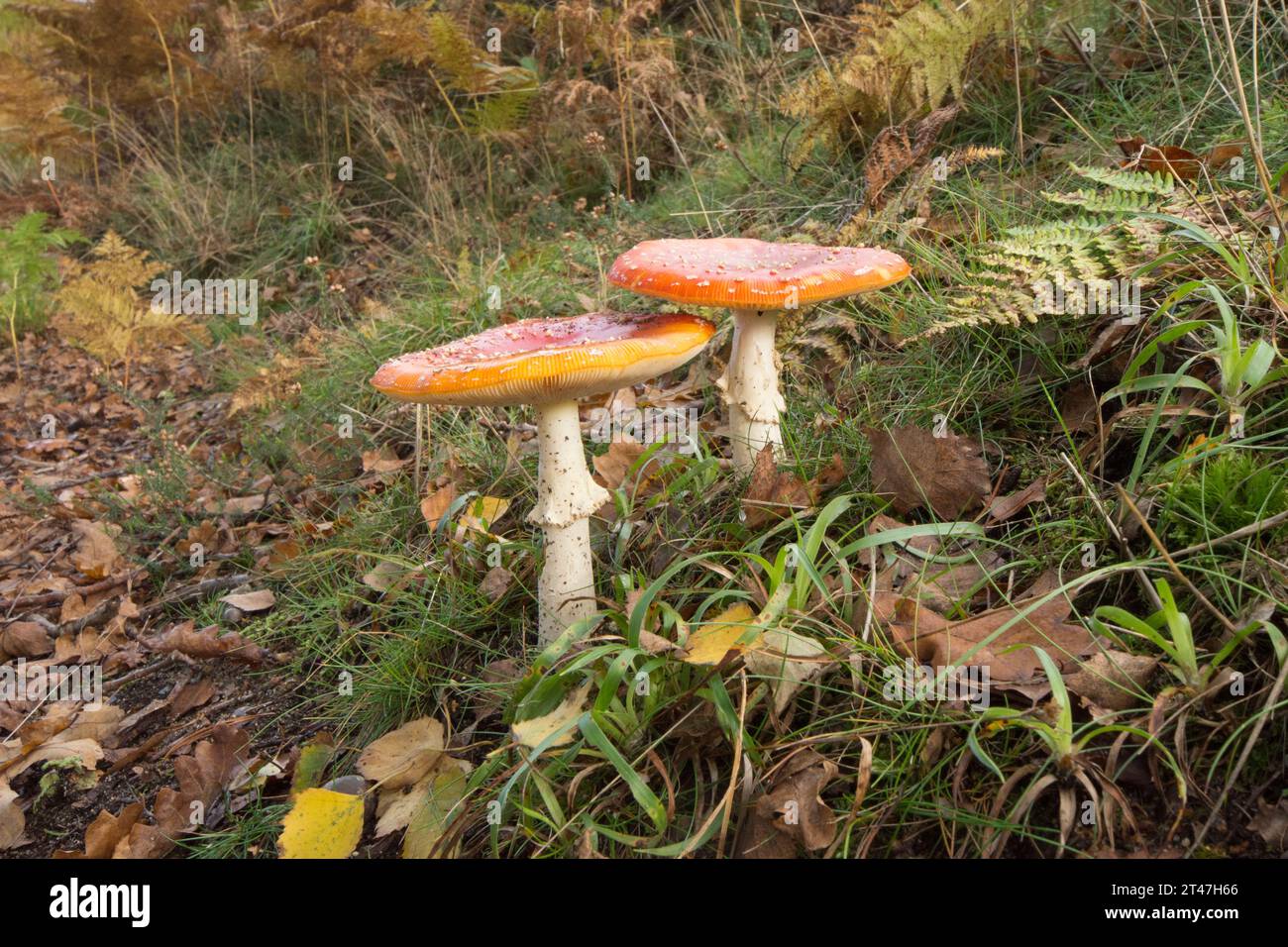 Fly agaric, Amanita muscaria, two fully formed fruiting bodies as a pair Stock Photo