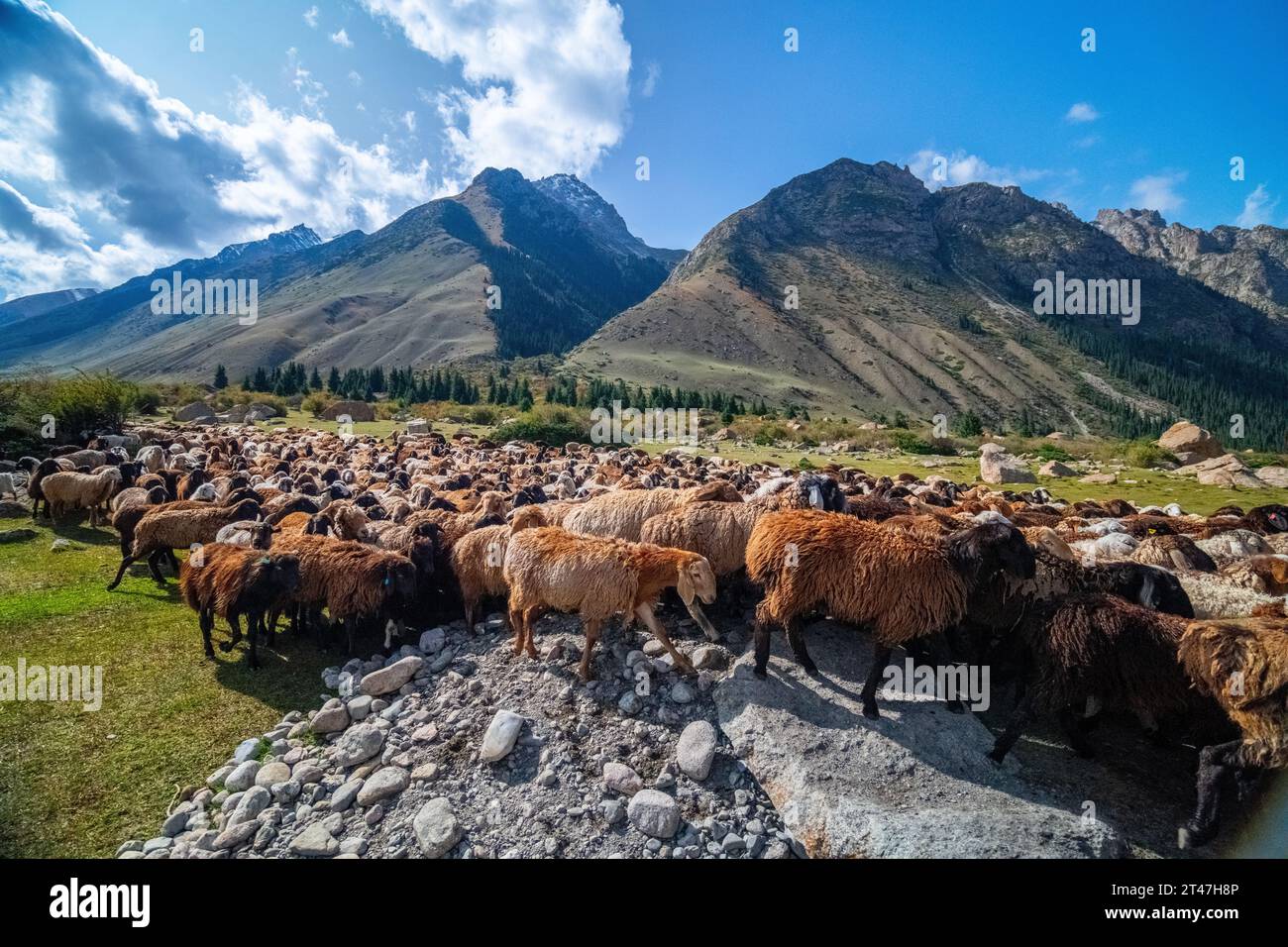 flock of sheep in Kyrgyzstan, Stock Photo