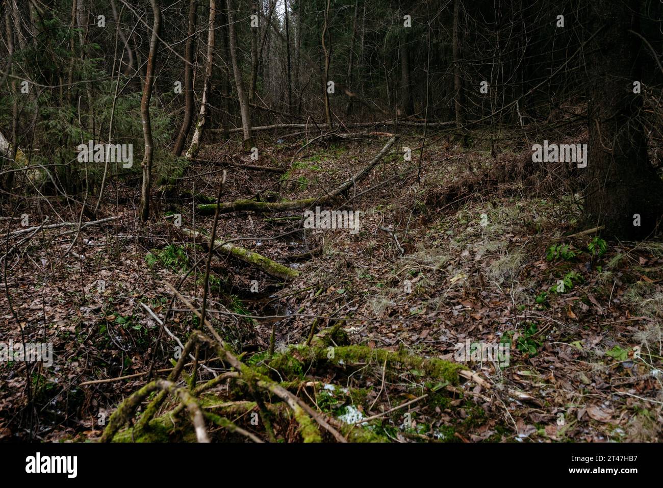 Late autumn in the northern forest. Landscape. A forest creek in a ravine, littered with dry tree trunks. Stock Photo