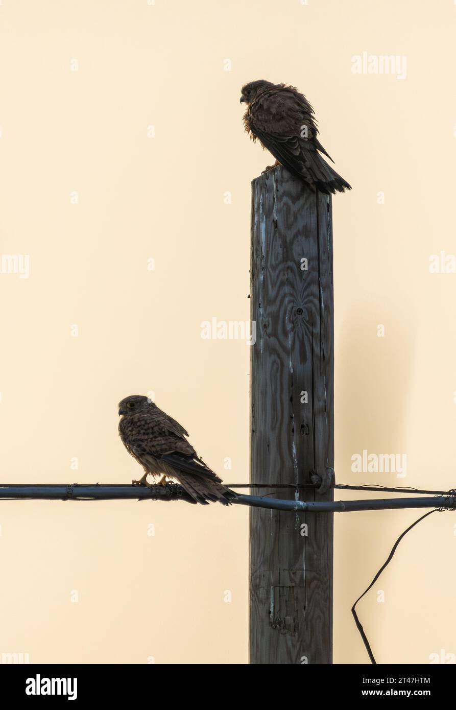 lesser kestrel sitting on perch Stock Photo