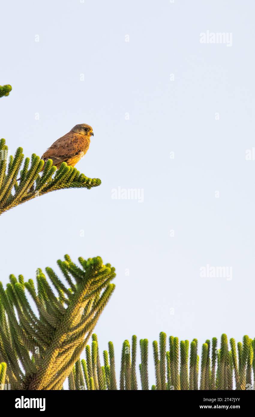 lesser kestrel sitting on perch Stock Photo