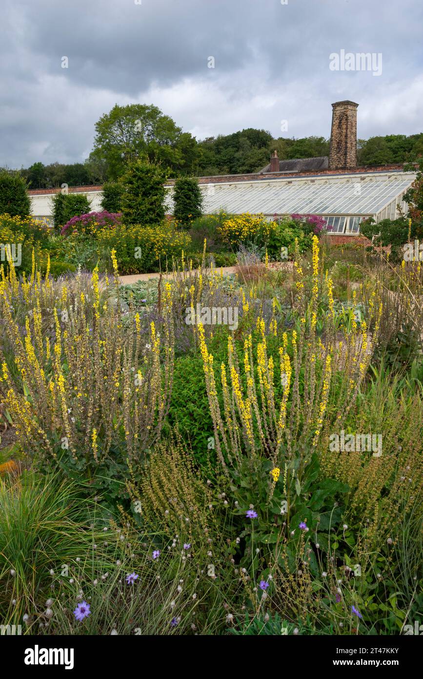 Summer in the gardens at RHS Bridgewater, Worsley, Salford, England. Stock Photo