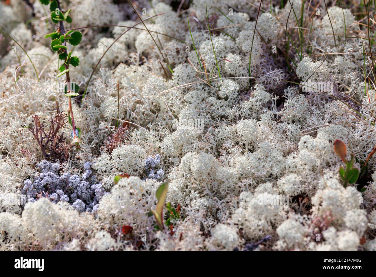 Arctic Tundra lichen moss close-up. Found primarily in areas of Arctic Tundra, alpine tundra, it is extremely cold-hardy. Cladonia rangiferina, also k Stock Photo