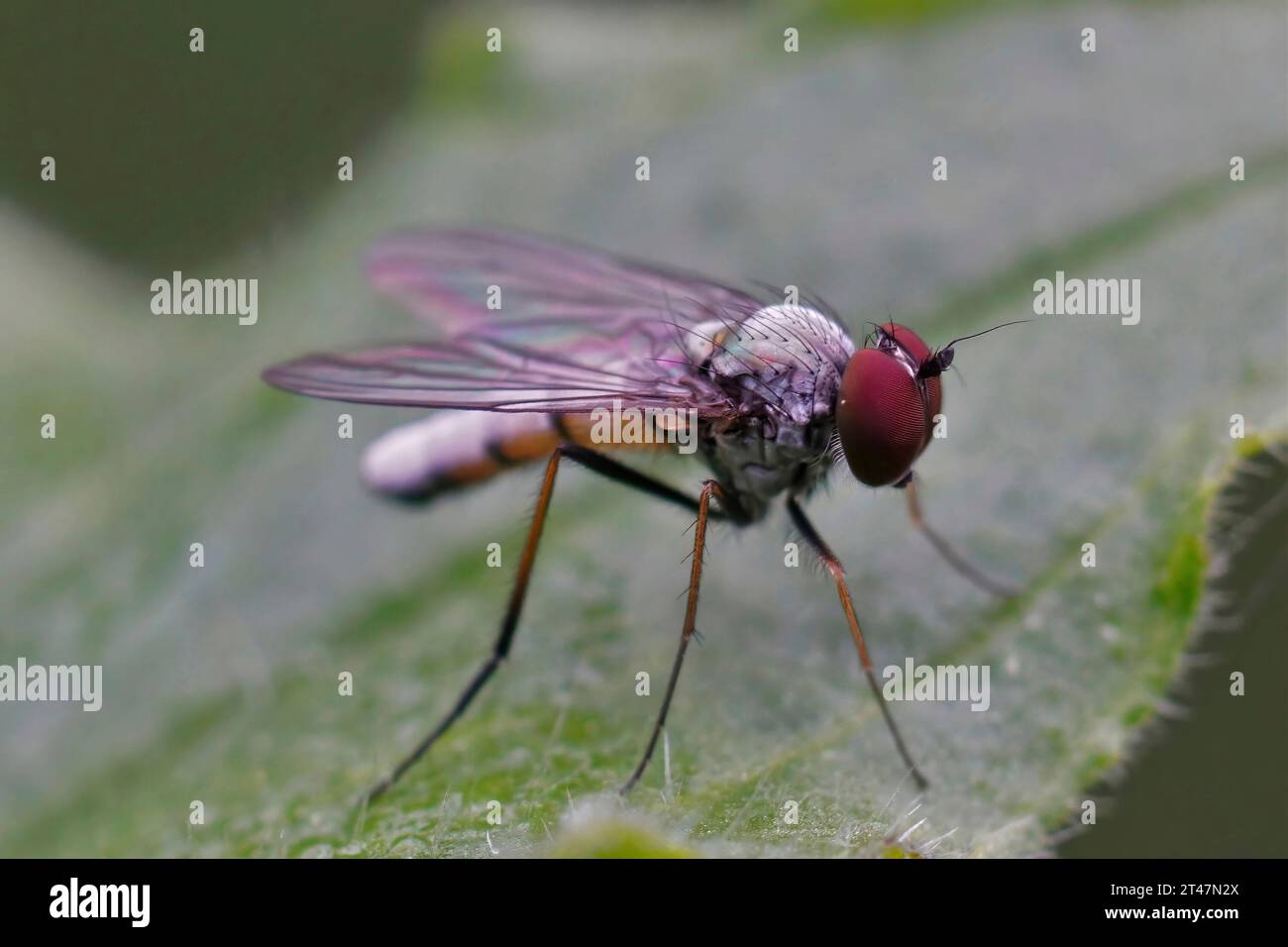Detailed closeup on a diurnal long-legged fly, Argyra leucocephala Stock Photo