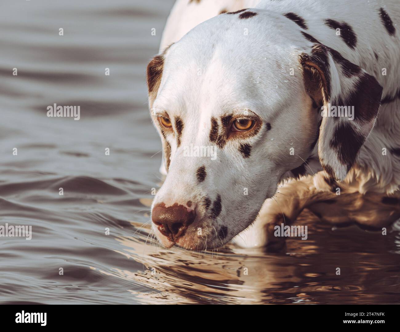dalmatian dog playing in the water Stock Photo