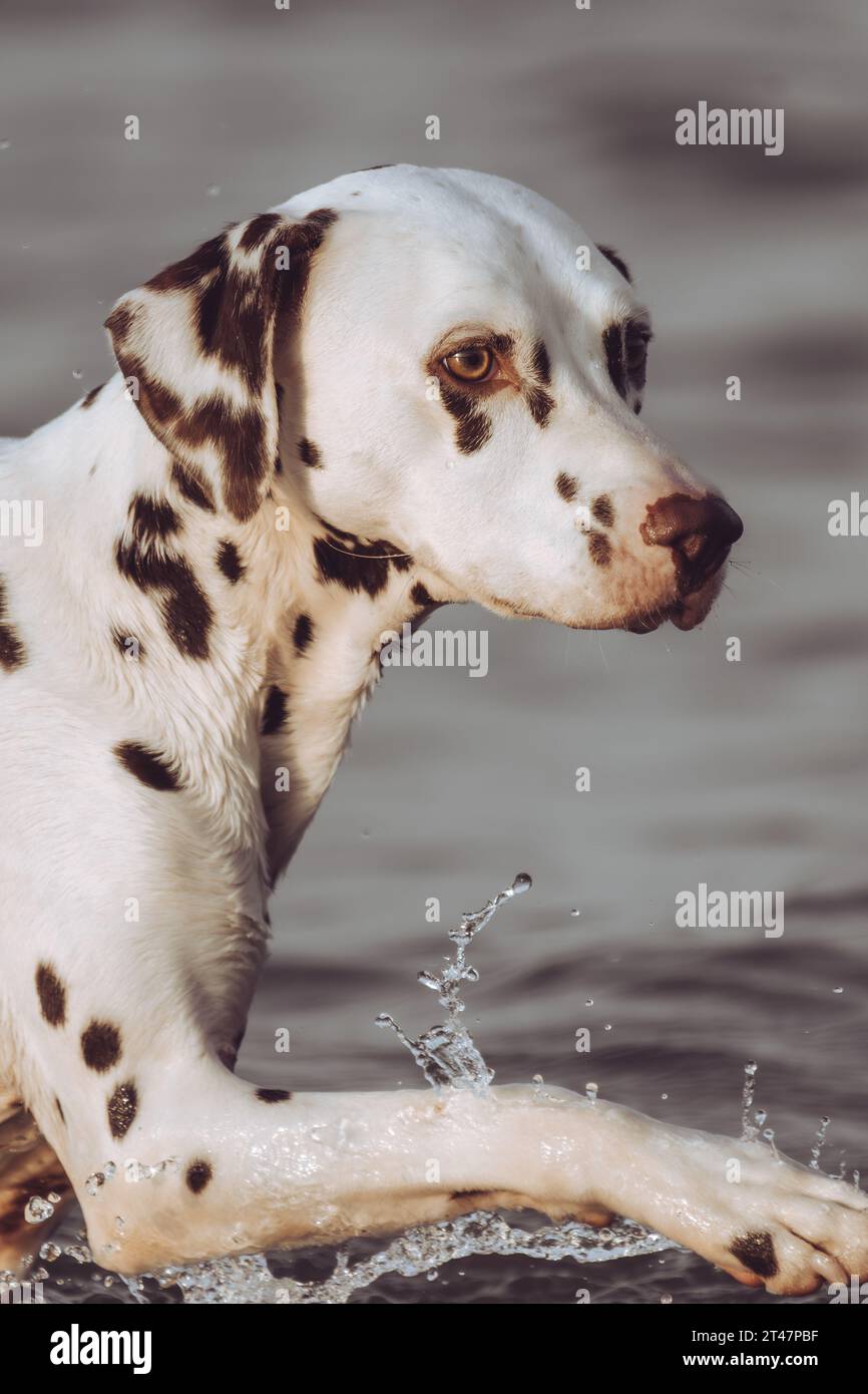 dalmatian dog playing in the water Stock Photo