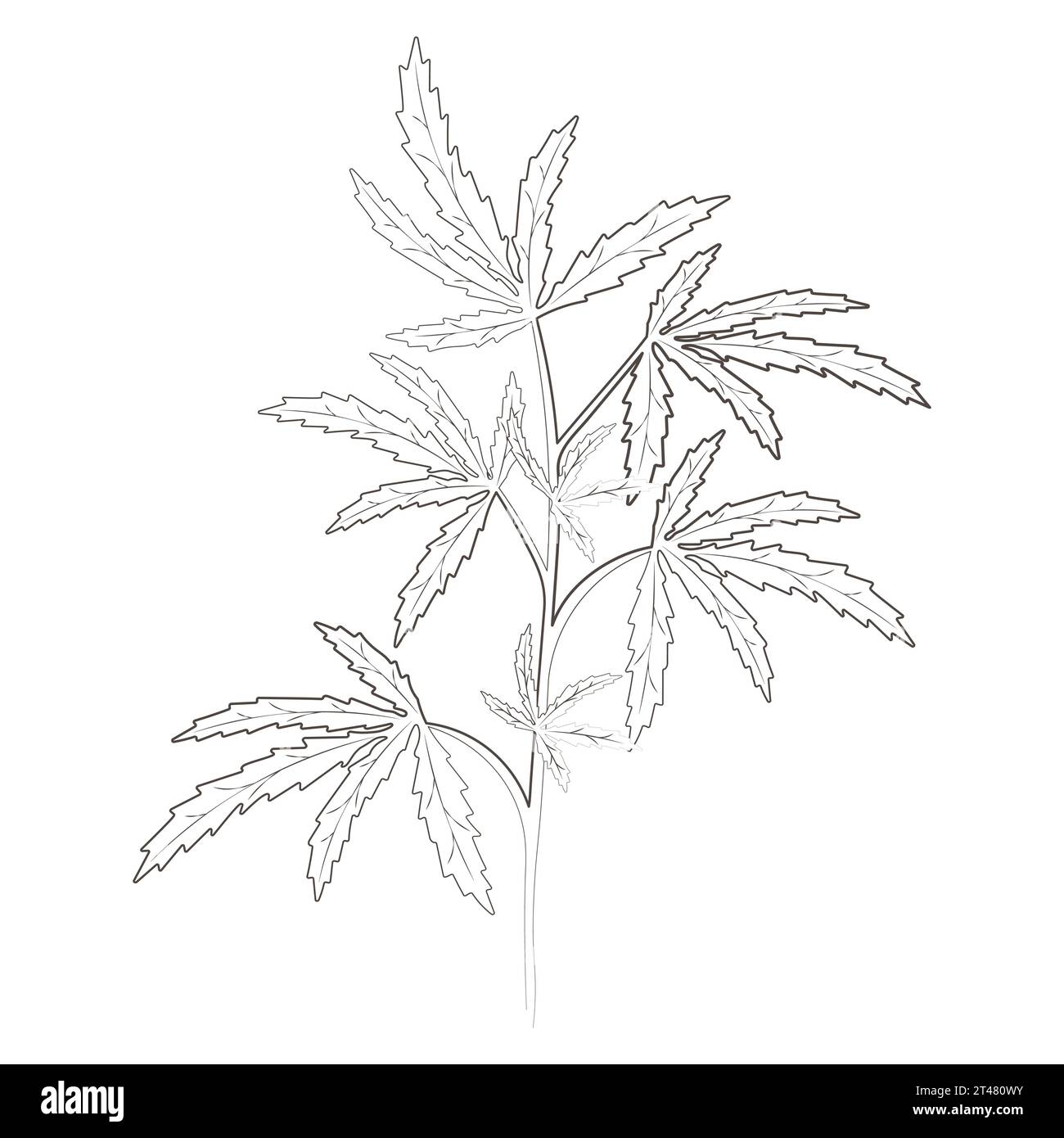 Medicinal plants cannabis hand drawn vector transparent background Stock Vector