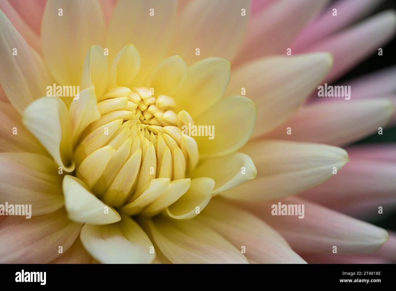 Cactus or Semi-Cactus Yellow and pink Dahlia Stock Photo
