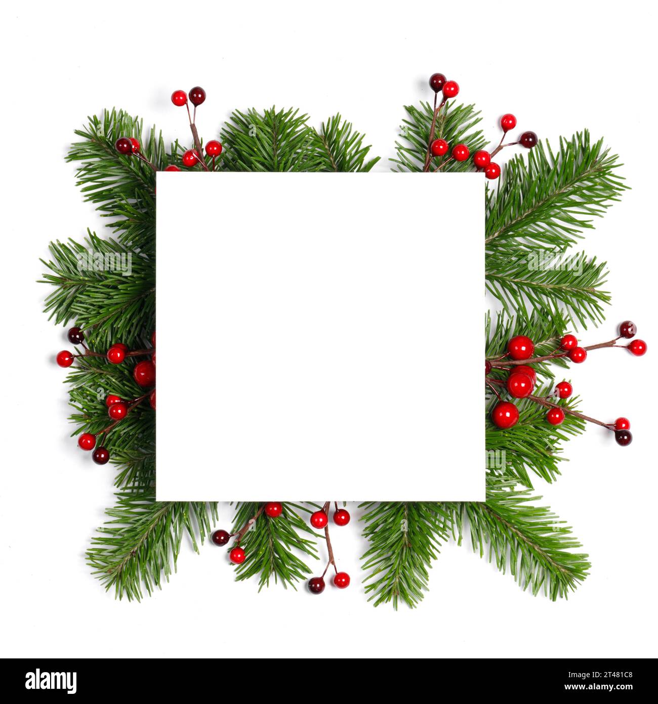 Christmas Border frame of tree branches and red berries on white ...