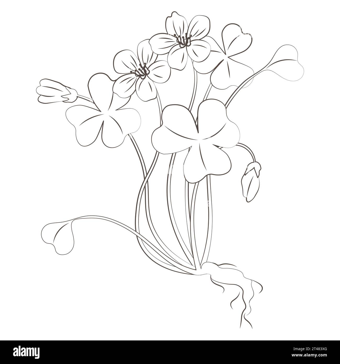 Medicinal plants oxalis hand drawn vector transparent background Stock Vector