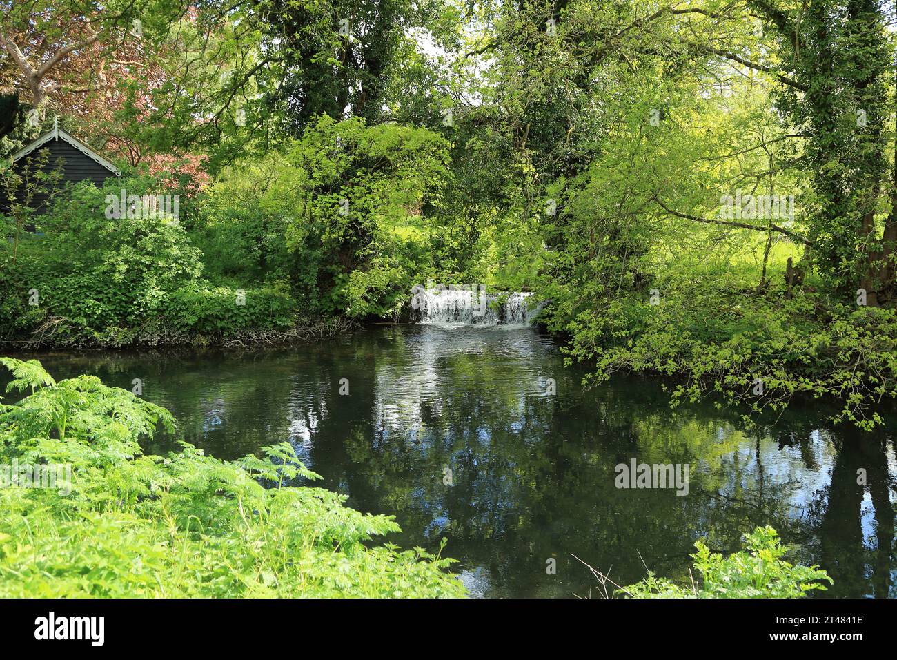 Silt-laden water rushing over a weir on the River Stour Blandford Dorset  England UK Stock Photo - Alamy