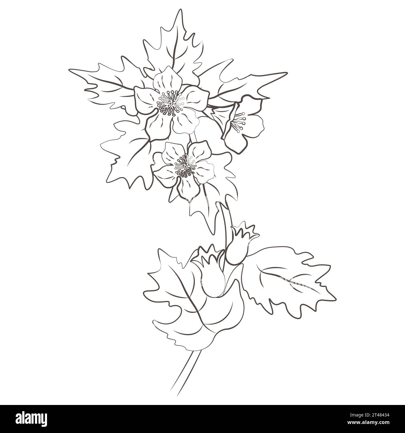 Medicinal plants Henbane nigra, hand drawn vector transparent