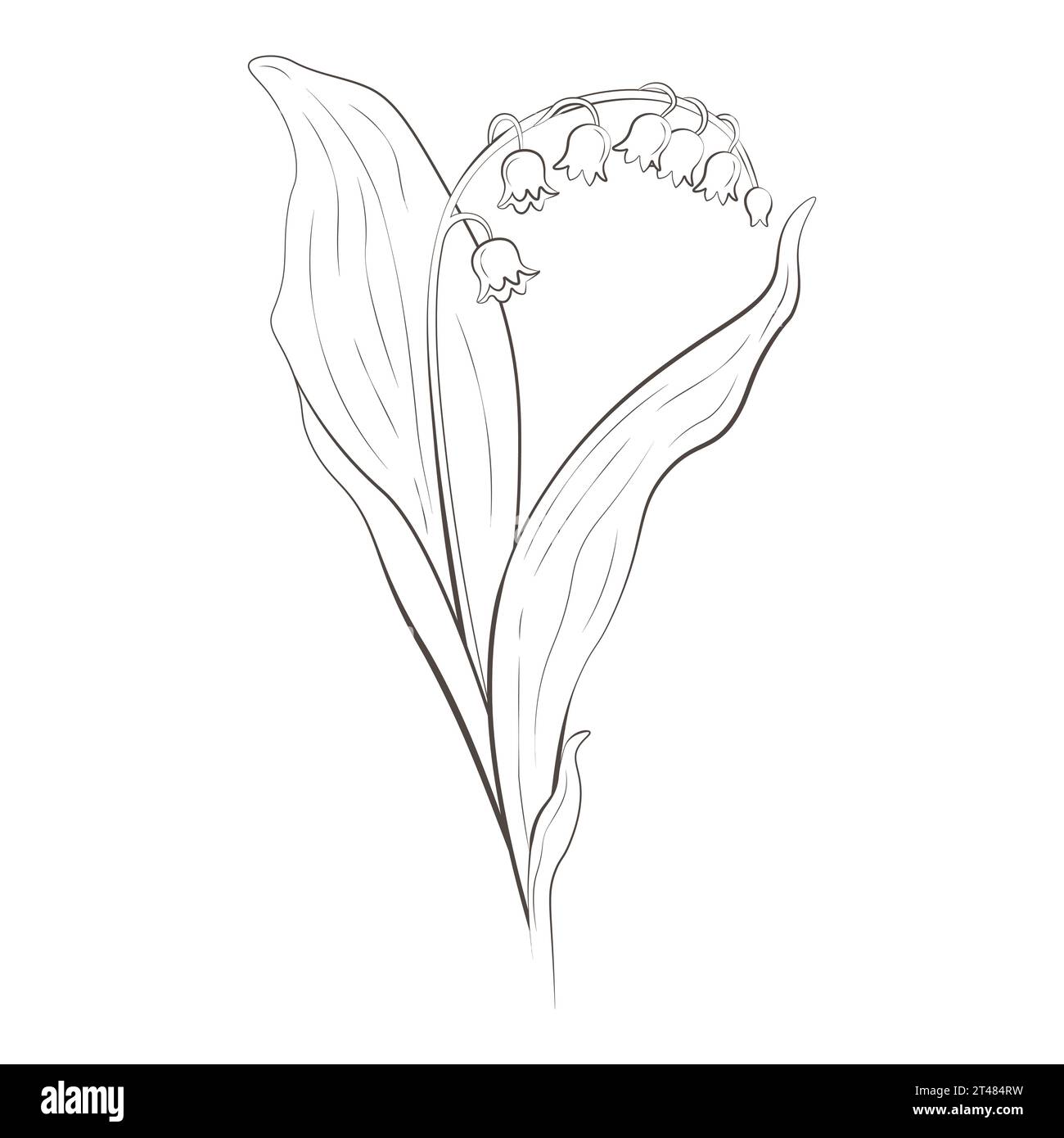 Medicinal plants lily of the valley hand drawn vector transparent