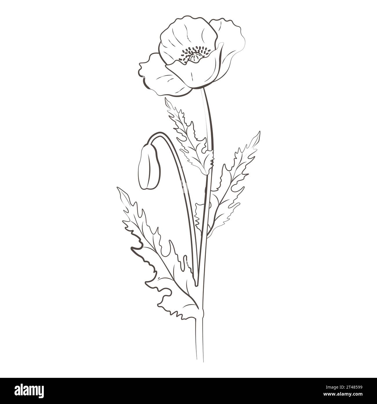 Medicinal plants poppy, hand drawn vector transparent background Stock ...