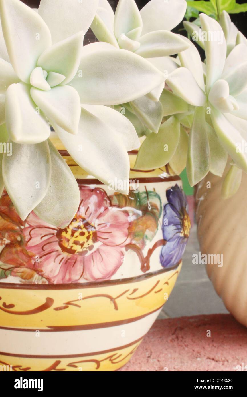 View of the rosettes or leaves of the succulent plant, Graptopetalum Paraguayense or Sedum Weinbergii, known as ghost plant or mother of pearl plant. Stock Photo