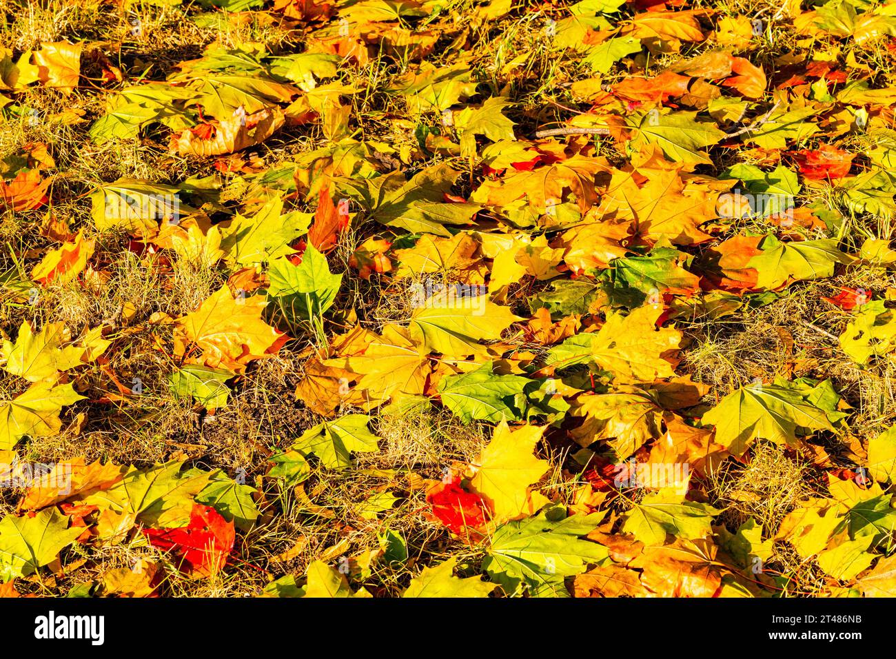 background with autumn leaves lying on the ground Stock Photo - Alamy